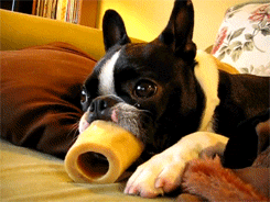 7rjCZO8 dog gif